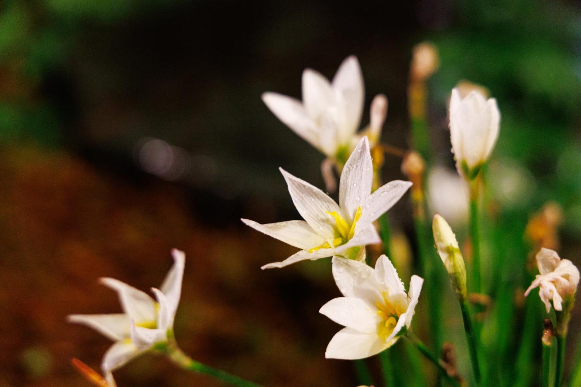 Kanazawa Seiren Le Lotus Bleu Экстерьер фото